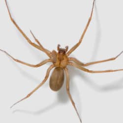 brown recluse spider found in nashville tennessee