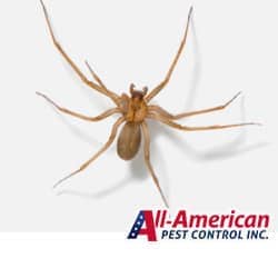 brown recluse spider on a white background