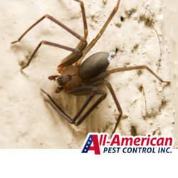 brown recluse spider on the outside of a home