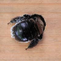 carpenter ant boring itself inside a home