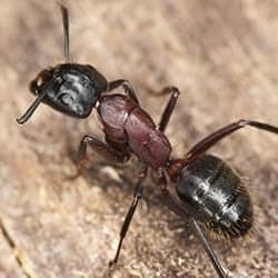carpenter ant in a hendersonville home exterior