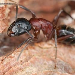 close up picture of a carpenter ant