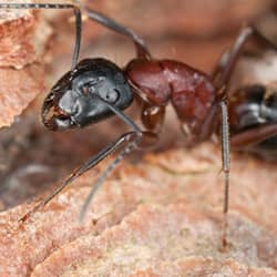 carpenter ant up close on rocks