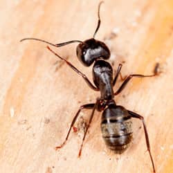 carpenter ant crawling on wood in tennessee