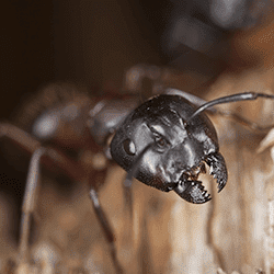 carpenter ant in tennessee