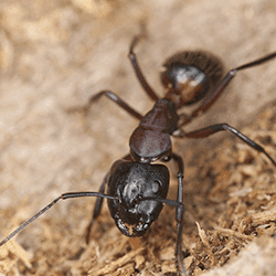 carpenter ant outside a tennessee home
