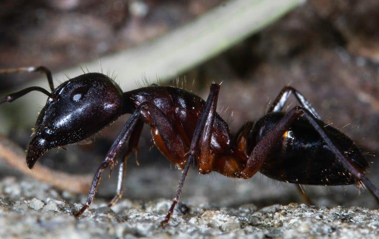 carpenter ant on the ground