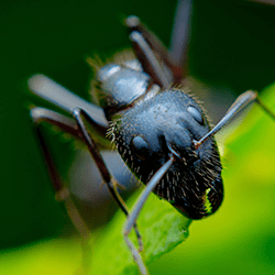 close up image of a carpenter ant