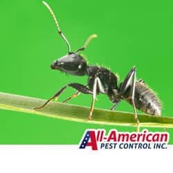 carpenter ant crawling on a blade of grass