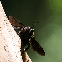 carpenter bee hanging out on wood