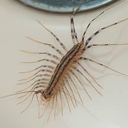 centipede in tennessee bathtub