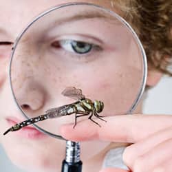 child looking at a dragon fly with a magnifying glass