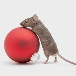 mouse on a christmas bulb