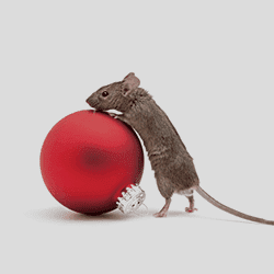 mouse standing on top of christmas bulb