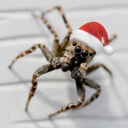spider with a santa hat on its head