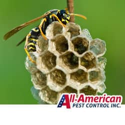 close up wasp nest