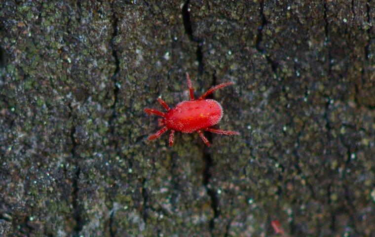 red spider mites on concrete