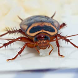 cockroach on a dinner plate