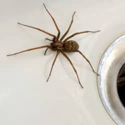 common house spider in the sink