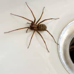 Common House Spiders You May Notice During Winter