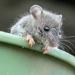 cute house mouse in a bucket