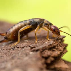 earwig in dirt in tennessee