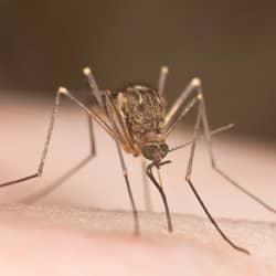 up close of a mosquito
