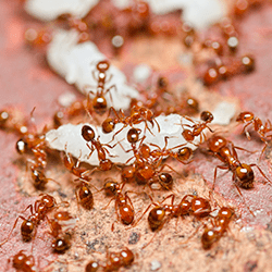 a group of fire ants