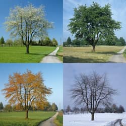 a tree in all four seasons