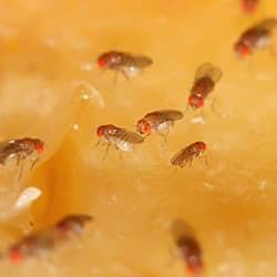 fruit flies in spring hill home