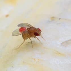 fruit fly in franklin