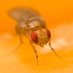 fruit fly in tennessee home