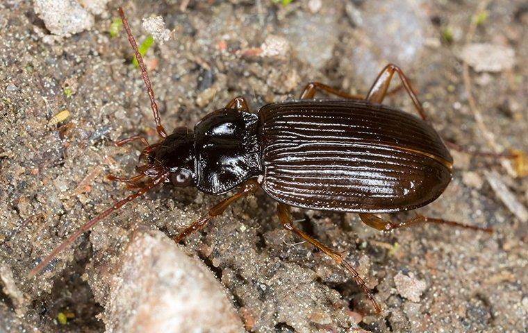 ground beetle in the dirt