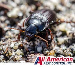 ground beetle crawling in the dirt