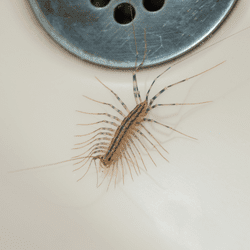 house centipede in a bathtub