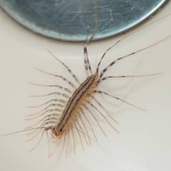 house centipede in tennessee