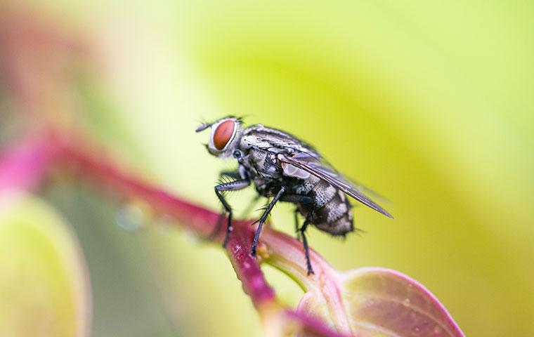 house fly on a plant