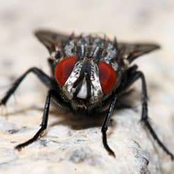 house fly on a countertop