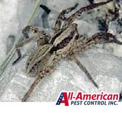 Barn Spider Control Services - Barn Spider Exterminators