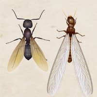 illustration of carpenter ant vs termite