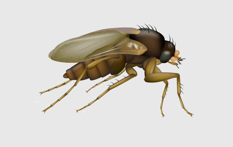 phorid fly on gray background