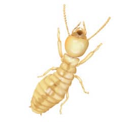 illustration of what a termite looks like