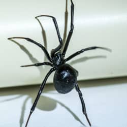 black widow spider crawling up a wall