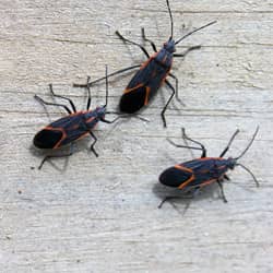 box elder bugs on a wall