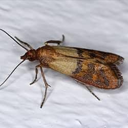 indian meal moth in a pantry
