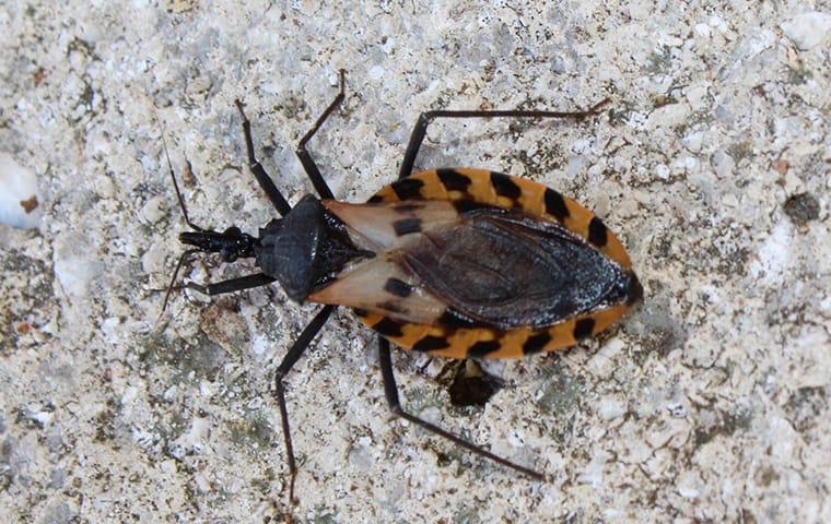 hendersonville-s-valentine-s-day-special-on-kissing-bugs