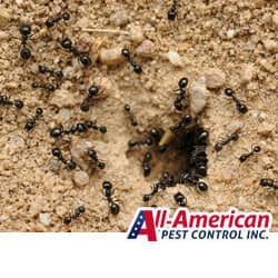 black ants crawling in and out of a nest