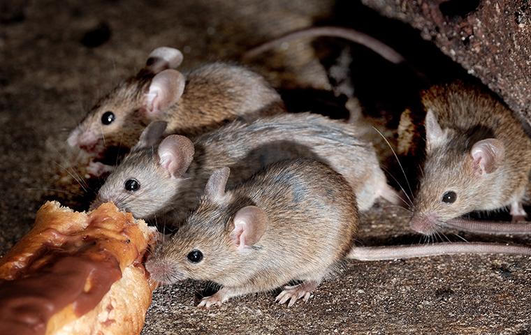 four mice