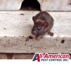 a mouse in a commercial property wall