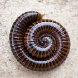 millipede coiled up on the ground
